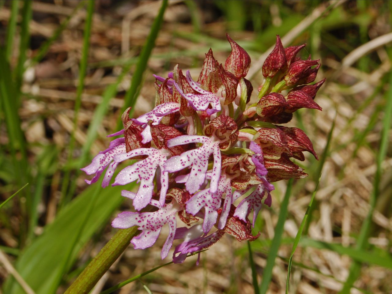 Orchis purpurea e O. morio